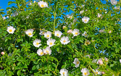 Rosa canina (Rosa selvatica)